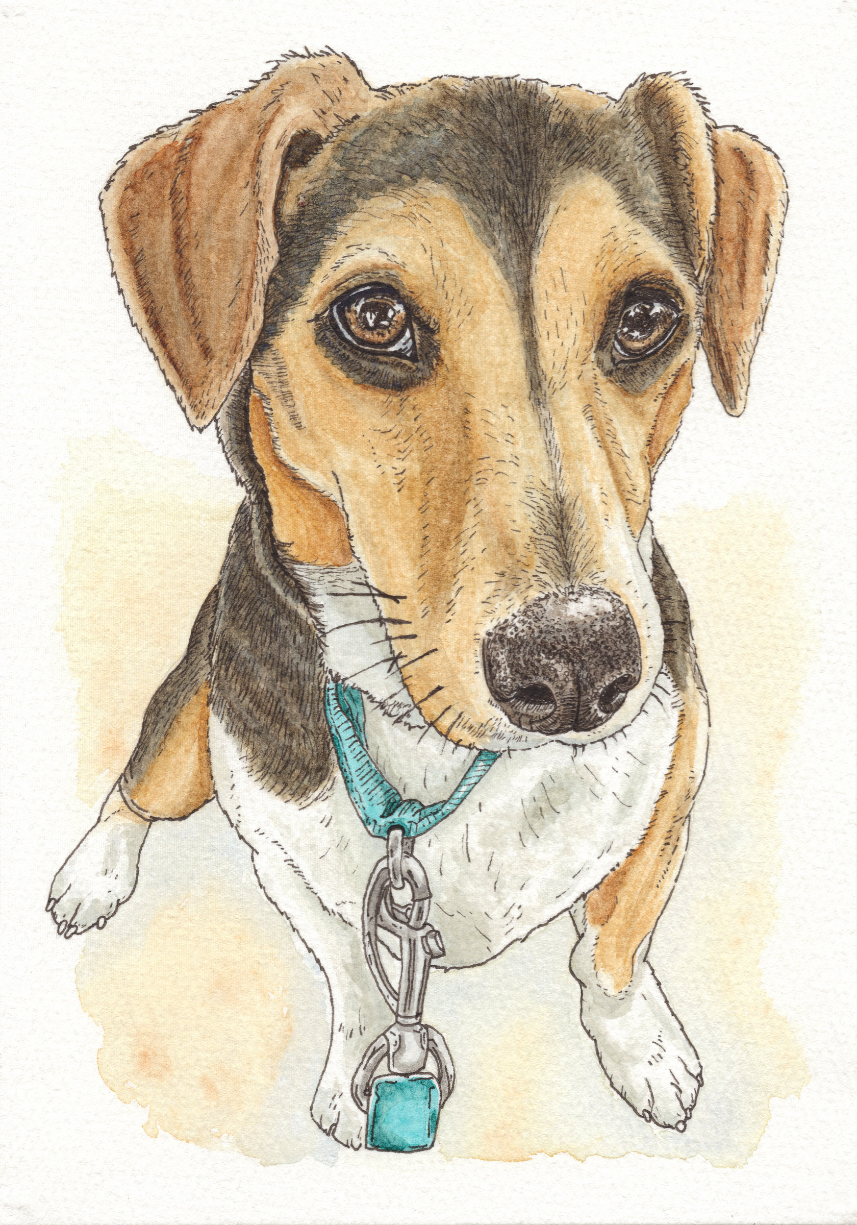 Ink and watercolour portrait of Maggie, a tan, black and white Jack Russell-Dachshund mix wearing a turquoise collar.