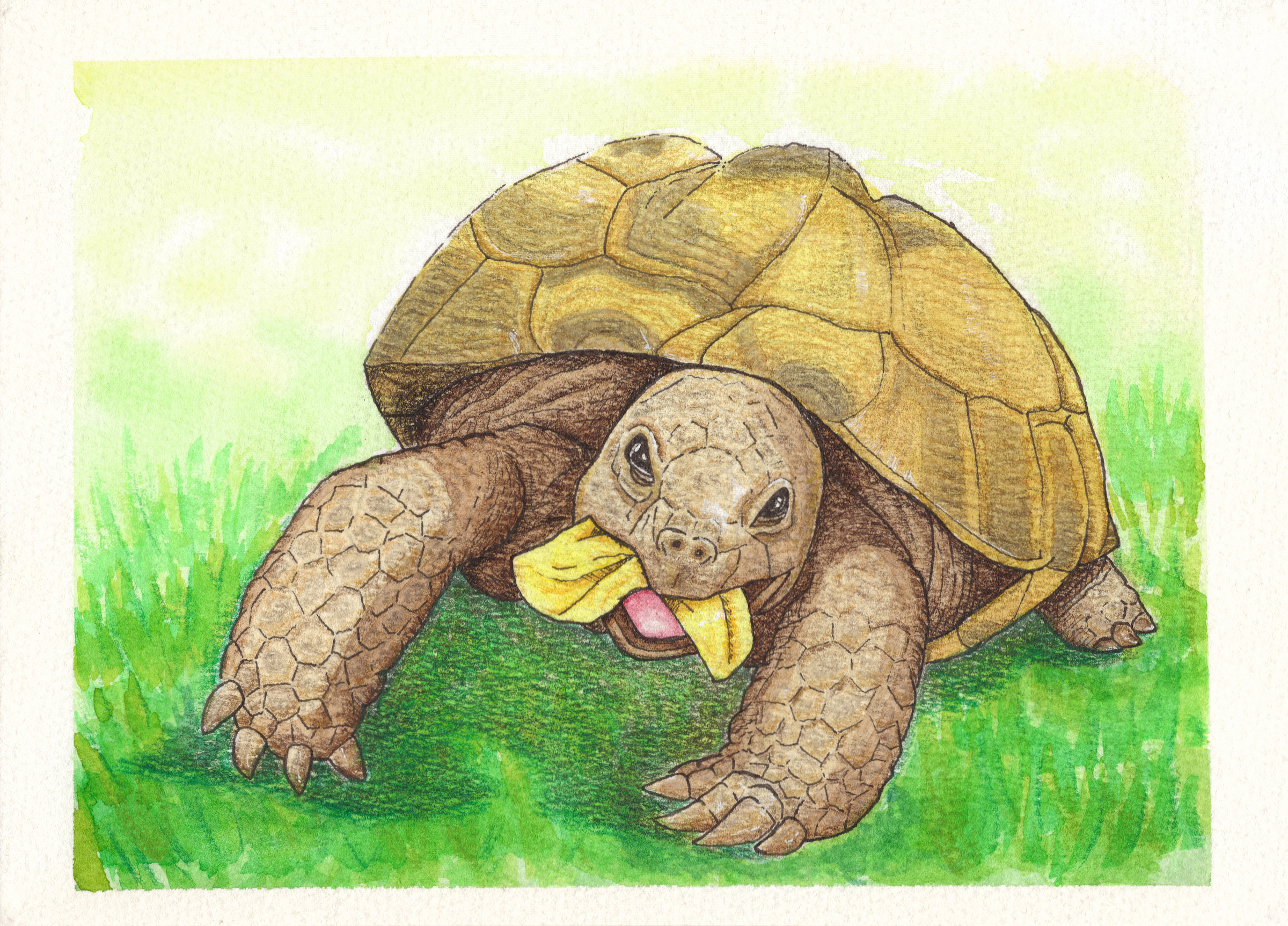 Ink and watercolour painting of Penelope, a tortoise eating a yellow flower on green grass.