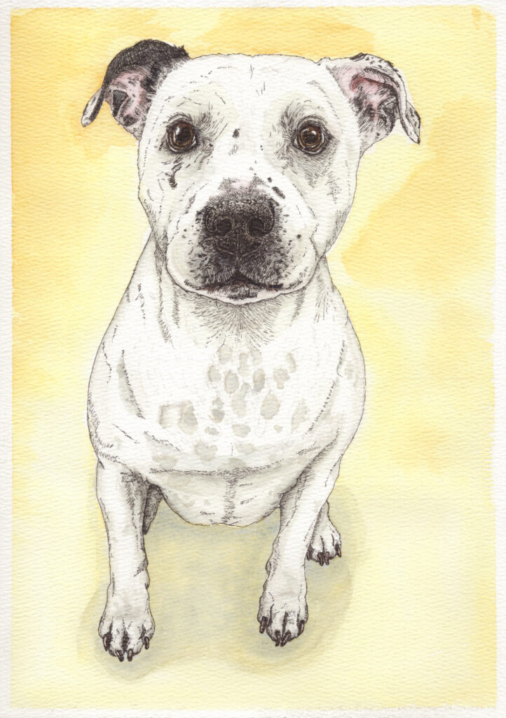 Ink and watercolour portrait of Sully, a white Staffy with dark ears, against a warm yellow background.